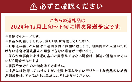 カシオペア 《訳あり》純情はるか 約5kg／りんご 林檎 はるか 果物 フルーツ 糖度 自宅用 お取り寄せ 【2024年12月上旬発送開始】