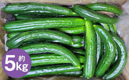 岩手にのへきゅうり【訳アリ・Ｃ品】5kg 【2026年7月中旬から2026年9月下旬発送予定】／訳あり きゅうり キュウリ 胡瓜 野菜 C品 新鮮 採れたて 直送 夏野菜 お取り寄せ 旬 産直 産地直送 二戸市 岩手県 漬物 国産
