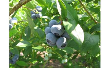 二戸産 冷凍 ブルーベリー 約2kg （無選別）／フルーツ 果物 くだもの ベリー【2025年7月下旬より順次発送予定】