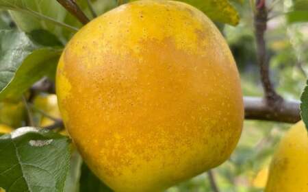 訳あり りんご （シナノゴールド） 約10kg／リンゴ 林檎 フルーツ くだもの 果物 果実 わけあり お取り寄せ 【2025年12月下旬－2026年1月下旬発送予定】