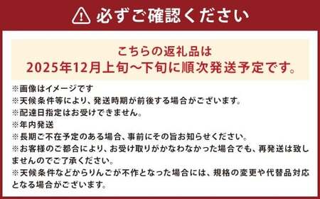 二戸産 カシオペア 純情はるか 約2.5kg （個数：8個～11個） 【2025年12月上旬～下旬発送予定】 ／ 林檎 リンゴ フルーツ 果物 はるか 国産フルーツ 岩手県 二戸市 常温