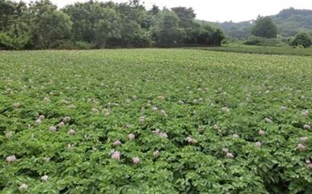 【厳選品】岩手にのへじゃがいも「伝」3～4種 品種おまかせ (サイズ混合) 5kg 【2026年9月中旬から2027年2月下旬発送予定】／ジャガイモ じゃがいも 芋 イモ ポテト 野菜 お取り寄せ 農家 産地直送 食べ比べ