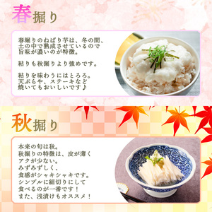 ＜12月上旬発送開始予定＞ 岩手県産 敦子さんが育てたねばり芋 6kg ／ 長いも 長芋 ながいも ねばり芋 ねばりいも 山芋 やまいも 山いも やま芋 農家直送 産地直送 とろろ とろろご飯 ご飯のおとも ご飯のお供 やまかけ 山かけ 旬 新鮮 野菜 八幡平市産