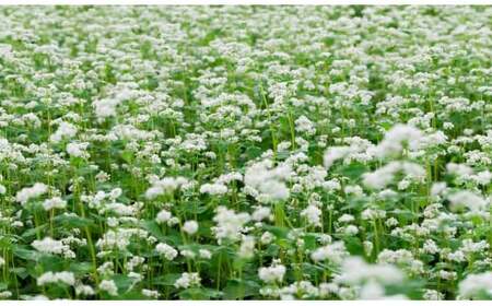 土川蕎麦物語 200g×20袋 / 土川そば 蕎麦 ソバ そば お蕎麦 おそば 玄そば 国産 乾麺 乾めん 麺 土川製麺 贈り物 ギフト お土産 手土産 贈答 年越しそば 年越蕎麦 ざるそば ざる 乾蕎麦 乾そば 小分け おすすめ オススメ 道の駅にしね