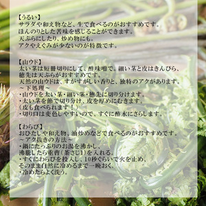 【5月上旬より発送開始予定】 期間限定 天然山菜 食べ比べセット 約300g ／ 山菜 春の山菜 春 さんさい 旬 春の味覚 食べ比べ 味比べ セット 季節物 季節野菜 旬野菜 春野菜 春の野菜 山菜セット 詰め合わせ 詰合せ てんぷら 天ぷら 天婦羅 産地直送 季節限定 数量限定 じじちゃん おすすめ オススメ