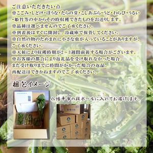【5月上旬発送開始予定】 期間限定 天然山菜 食べ比べセット 約600g ／ 山菜 春の山菜 春 さんさい 旬 春の味覚 食べ比べ 味比べ セット 季節物 季節野菜 旬野菜 春野菜 春の野菜 山菜セット 詰め合わせ 詰合せ てんぷら 天ぷら 天婦羅 産地直送 季節限定 数量限定 じじちゃん おすすめ オススメ
