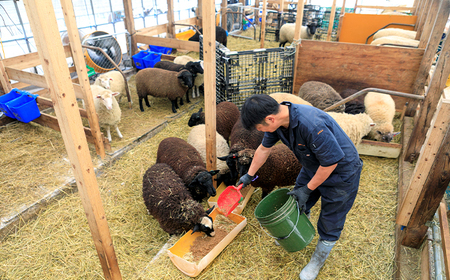【八幡平ひつじ】 羊肉 スライス おまかせ 300g ラム または マトン ／ 羊肉 ひつじ肉 ジンギスカン グルメ ヘルシー お取り寄せ お取寄せ 自宅用 家庭用 冷凍発送 真空パック 焼肉 焼き肉 BBQ バーベキュー 人気 国産 岩手県産 八幡平市産 おすすめ オススメ 狩野ファーム 松っちゃん市場