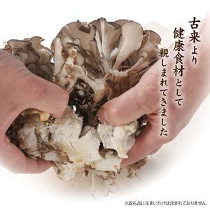 【安比まいたけ】乾燥まいたけ 30g×2【自然農法栽培】 ／ 舞茸 マイタケ きのこ キノコ 茸