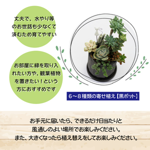 多肉植物 ミニ寄せ植え 黒のビニールポットごとで発送です 多肉植物