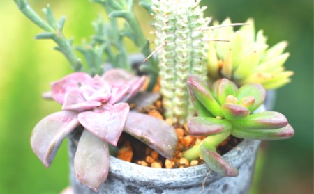 多肉植物 ミニ寄せ植え 黒のビニールポットごとで発送です 多肉植物