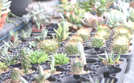 多肉植物　ミニ寄せ植え　黒のビニールポットごとで発送です 多肉植物 ミニ寄せ植え 黒のビニールポットごとで発送です 多肉