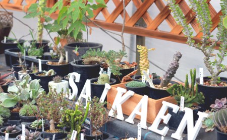 サボテン＆多肉植物の寄せ植え【ミニ黒ポット】 ／ 観葉植物