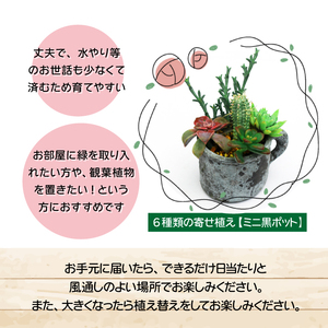 サボテン＆多肉植物の寄せ植え【ミニ黒ポット】 ／ インテリア 植物 ギフト おしゃれ 彩花園