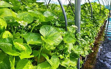 岩手県産 生わさび 300g 【安比清流山葵園】 ／ 山葵 ワサビ 薬味 産地直送 新鮮