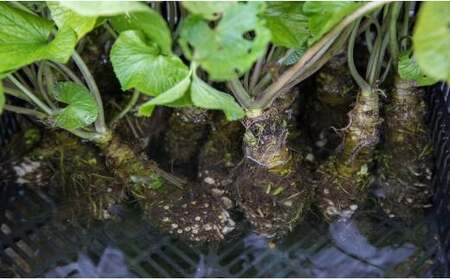 岩手県産 生わさび 300g 【安比清流山葵園】 ／ 山葵 ワサビ 薬味 産地直送 新鮮