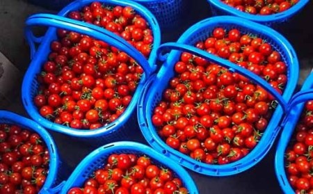 【2026年7月中旬発送開始予定】 岩手県産 採れたて ミニトマト サマー千果 約3kg 【十一代目藤助】 ／ ミニ トマト とまと 新鮮 旬 プチトマト 野菜 やさい 期間限定 季節限定 国産 八幡平市産 産地直送 農家直送 おすすめ オススメ 3キロ