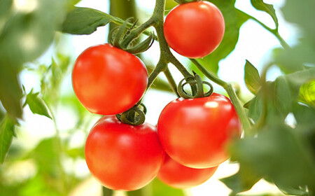 【2026年7月中旬発送開始予定】 岩手県産 採れたて ミニトマト サマー千果 約3kg 【十一代目藤助】 ／ ミニ トマト とまと 新鮮 旬 プチトマト 野菜 やさい 期間限定 季節限定 国産 八幡平市産 産地直送 農家直送 おすすめ オススメ 3キロ