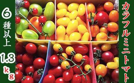 【2026年7月上旬発送開始予定】 岩手県産 こだわり カラフルミニトマト 1.3kg (6種類以上をお届け) / ミニ とまと トマト ミニトマト ミディトマト みにとまと 新鮮 夏野菜 旬 旬野菜 季節野菜 期間限定 季節限定 野菜 お野菜 産地直送 農家直送 人気 八幡平市産 国産 おすすめ オススメ 【田村和大】