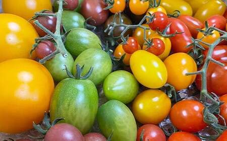 【2026年7月上旬発送開始予定】 岩手県産 こだわり カラフルミニトマト 1.3kg (6種類以上をお届け) / ミニ とまと トマト ミニトマト ミディトマト みにとまと 新鮮 夏野菜 旬 旬野菜 季節野菜 期間限定 季節限定 野菜 お野菜 産地直送 農家直送 人気 八幡平市産 国産 おすすめ オススメ 【田村和大】