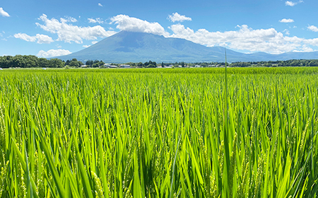 【2024年11月発送開始】 令和6年産 新米 岩手県産 いわてっこ 精米 10kg （5kg×2袋） × 6ヶ月定期便 ／ 白米 米 産地直送 農家直送 【中沢農産】