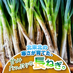 hugmiの長ねぎ 3kg Lサイズ [BJ010]
