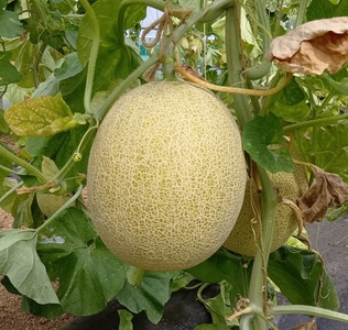 【令和8年産先行受付】黄色の甘い ネットメロン ムーンライト [T0025]