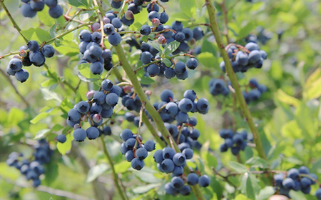 ブルーベリージュース ＜500ml 2本セット＞ ストレート果汁100％ 【岩手林業】 / ブルーベリー フルーツジュース くだもの 果物