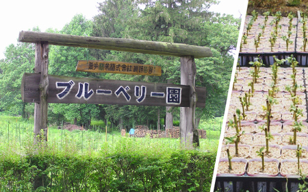 ブルーベリージュース ＜500ml 2本セット＞ ストレート果汁100％ 【岩手林業】 / ブルーベリー フルーツジュース くだもの 果物