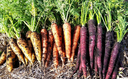 ＜ヴィーガンケーキ＞スパイスとナッツたっぷりキャロットケーキ ６号（18cm）【岩手山麓農園 Mountain Smile】