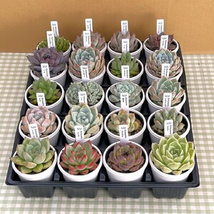 エケベリア おまかせ 5個 セット 【多肉屋GPK】／ インテリア インテリア植物 おしゃれインテリア オシャレ おしゃれ 多肉 多肉植物 観葉植物 植物 おまかせセット 人気 高評価 贈答 贈り物 趣味 ギフト プレゼント ナチュラル 自然 かわいい ミニサイズ 玄関 室内 飾れる ５個 オススメ おすすめ