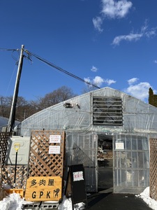 多肉植物 おまかせ 5個 セット 【多肉屋GPK】／ インテリア インテリア植物 おしゃれインテリア オシャレ おしゃれ 多肉 観葉植物 植物 おまかせセット 人気 高評価 贈答 贈り物 趣味 ギフト プレゼント ナチュラル 自然 かわいい ミニサイズ 玄関 室内 飾れる ５個 オススメ おすすめ