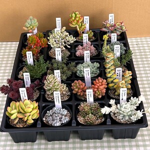 多肉植物 おまかせ 10個 セット 【多肉屋GPK】／ インテリア インテリア植物 おしゃれインテリア オシャレ おしゃれ 多肉 観葉植物 植物 おまかせセット 人気 高評価 贈答 贈り物 趣味 ギフト プレゼント ナチュラル 自然 かわいい ミニサイズ 玄関 室内 飾れる １０個 オススメ おすすめ