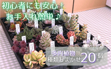多肉植物 おまかせ 20個 セット 【多肉屋GPK】／ インテリア インテリア植物 おしゃれインテリア オシャレ おしゃれ 多肉 観葉植物 植物 おまかせセット 人気 高評価 贈答 贈り物 趣味 ギフト プレゼント ナチュラル 自然 かわいい ミニサイズ 玄関 室内 飾れる ２０個 オススメ おすすめ