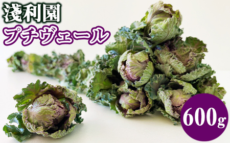 【 2025年 12月 ～ 2026年 3月 限定発送 】 岩手県産 プチヴェール 600g 【淺利園】／ 野菜 やさい フレッシュ 新鮮 冬野菜 旬 旬野菜 甘い 美味しい 芽キャベツ ケール ６００ｇ 希少 稀少 期間限定 お取り寄せ グルメ 季節限定 冬 産地直送 農家直送 国産 人気 おすすめ