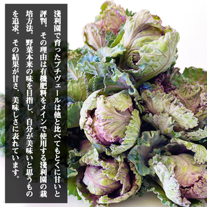 【 2025年 12月 ～ 2026年 3月 限定発送 】 岩手県産 プチヴェール 600g 【淺利園】／ 野菜 やさい フレッシュ 新鮮 冬野菜 旬 旬野菜 甘い 美味しい 芽キャベツ ケール ６００ｇ 希少 稀少 期間限定 お取り寄せ グルメ 季節限定 冬 産地直送 農家直送 国産 人気 おすすめ