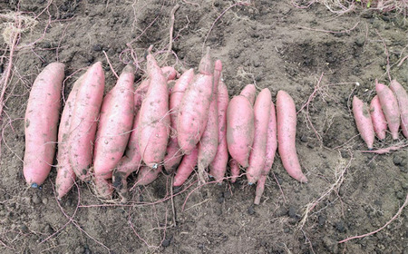 さつまいも 紅はるか 5kg 【駿河農園ベジスル】／ サツマイモ さつま芋 薩摩芋 5キロ ５キロ ５ｋｇ 5000g M L LL 3L 野菜 冬野菜 秋野菜 風物詩 定番 旬 焼き芋 やきいも 焼芋 おやつ 人気 美味しい 甘い 国産 岩手県産 産地直送 おすすめ オススメ