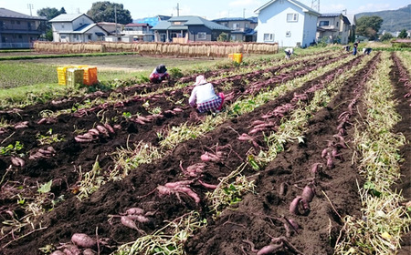 さつまいも 紅はるか 5kg 【駿河農園ベジスル】／ サツマイモ さつま芋 薩摩芋 5キロ ５キロ ５ｋｇ 5000g M L LL 3L 野菜 冬野菜 秋野菜 風物詩 定番 旬 焼き芋 やきいも 焼芋 おやつ 人気 美味しい 甘い 国産 岩手県産 産地直送 おすすめ オススメ