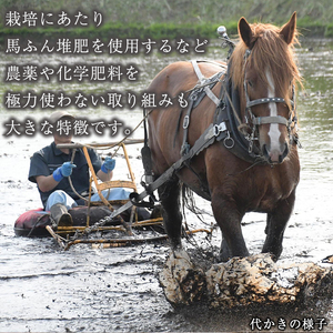 【 2026年 2月中旬より発送】 岩手県産 馬耕米 あきたこまち 精米 10kg 【スタディア】 白米 お米 米 こめ コメ 馬ふん堆肥 使用 ご飯 ごはん ライス おにぎり 弁当 単一原料米 10キロ 10kg 馬耕 馬 ウマ うま 産地直送 国産 おすすめ 人気 自宅用 家庭用 仕送り プレゼント 常温 常温発送