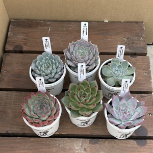 エケベリア オリジナル 交配種 おまかせ 4個 セット ／【多肉屋GPK】 インテリア インテリア植物 おしゃれインテリア オシャレ おしゃれ 多肉 多肉植物 観葉植物 植物 おまかせセット 人気 高評価 贈答 贈り物 趣味 ギフト プレゼント ナチュラル 自然 かわいい ミニサイズ 玄関 室内 飾れる ４個 オススメ おすすめ