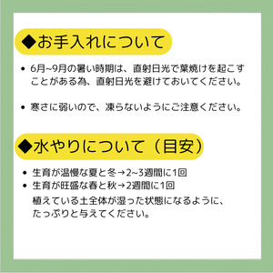 エケベリア オリジナル 交配種 おまかせ 4個 セット ／【多肉屋GPK】 インテリア インテリア植物 おしゃれインテリア オシャレ おしゃれ 多肉 多肉植物 観葉植物 植物 おまかせセット 人気 高評価 贈答 贈り物 趣味 ギフト プレゼント ナチュラル 自然 かわいい ミニサイズ 玄関 室内 飾れる ４個 オススメ おすすめ