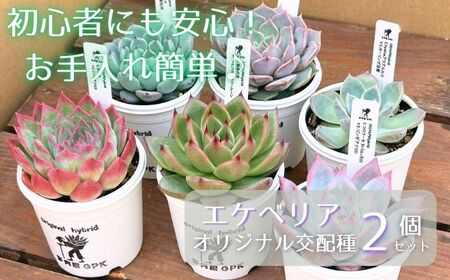 エケベリア オリジナル 交配種 おまかせ 2個 セット 【多肉屋GPK】／ インテリア インテリア植物 おしゃれインテリア オシャレ おしゃれ 多肉 多肉植物 観葉植物 植物 おまかせセット 人気 高評価 贈答 贈り物 趣味 ギフト プレゼント ナチュラル 自然 かわいい ミニサイズ 玄関 室内 飾れる ２個 オススメ おすすめ