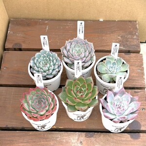 エケベリア オリジナル 交配種 おまかせ 2個 セット 【多肉屋GPK】／ インテリア インテリア植物 おしゃれインテリア オシャレ おしゃれ 多肉 多肉植物 観葉植物 植物 おまかせセット 人気 高評価 贈答 贈り物 趣味 ギフト プレゼント ナチュラル 自然 かわいい ミニサイズ 玄関 室内 飾れる ２個 オススメ おすすめ