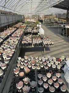 エケベリア オリジナル 交配種 おまかせ 2個 セット 【多肉屋GPK】／ インテリア インテリア植物 おしゃれインテリア オシャレ おしゃれ 多肉 多肉植物 観葉植物 植物 おまかせセット 人気 高評価 贈答 贈り物 趣味 ギフト プレゼント ナチュラル 自然 かわいい ミニサイズ 玄関 室内 飾れる ２個 オススメ おすすめ