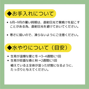 エケベリア オリジナル 交配種 おまかせ 2個 セット 【多肉屋GPK】／ インテリア インテリア植物 おしゃれインテリア オシャレ おしゃれ 多肉 多肉植物 観葉植物 植物 おまかせセット 人気 高評価 贈答 贈り物 趣味 ギフト プレゼント ナチュラル 自然 かわいい ミニサイズ 玄関 室内 飾れる ２個 オススメ おすすめ