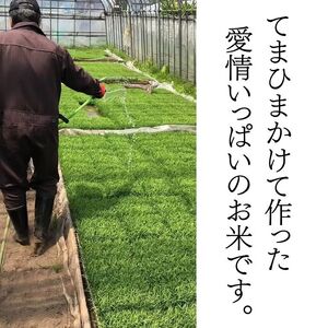 【 2026年 2月中旬より発送】 令和7年産 岩手県産米 精米 10kg 【スタディア】 単一原料米 岩手県産 白米 お米 米 こめ おこめ コメ ご飯 ごはん ライス おにぎり 弁当 お弁当 お弁当向き 10キロ １０kg 産地直送 国産 オススメ おすすめ 人気