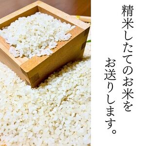【 2026年 2月中旬より発送】 令和7年産 岩手県産米 精米 10kg 【スタディア】 単一原料米 岩手県産 白米 お米 米 こめ おこめ コメ ご飯 ごはん ライス おにぎり 弁当 お弁当 お弁当向き 10キロ １０kg 産地直送 国産 オススメ おすすめ 人気