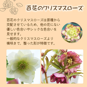 2026年 2月 ～ 3月 発送予定 クリスマスローズ ダブル 1鉢 【百花 -MoKa-】 花 フラワー 苗 ポット クリスマス ローズ ヘレボルス 植物 観葉植物 八重咲 八重咲き 二重咲 二重咲き ギフト 花ギフト プレゼント 贈り物 誕生日 記念日 お祝い 一点物 おまかせ 人気 おすすめ 予約 先行予約 予約受付
