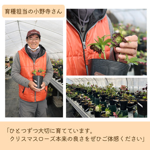 2026年 2月 ～ 3月 発送予定 クリスマスローズ ダブル 1鉢 【百花 -MoKa-】 花 フラワー 苗 ポット クリスマス ローズ ヘレボルス 植物 観葉植物 八重咲 八重咲き 二重咲 二重咲き ギフト 花ギフト プレゼント 贈り物 誕生日 記念日 お祝い 一点物 おまかせ 人気 おすすめ 予約 先行予約 予約受付