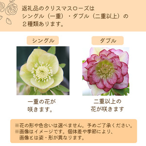 2026年 2月 ～ 3月 発送予定 クリスマスローズ ダブル 1鉢 【百花 -MoKa-】 花 フラワー 苗 ポット クリスマス ローズ ヘレボルス 植物 観葉植物 八重咲 八重咲き 二重咲 二重咲き ギフト 花ギフト プレゼント 贈り物 誕生日 記念日 お祝い 一点物 おまかせ 人気 おすすめ 予約 先行予約 予約受付