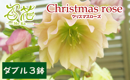 クリスマスローズ 百花オリジナルセット ダブル 3鉢【百花 -MoKa-】/ 花 苗 ポット クリスマス 